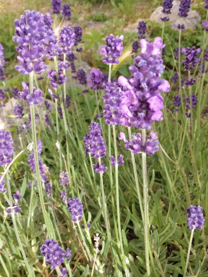 Il Giardino Di Julia B&B Tortora Zewnętrze zdjęcie